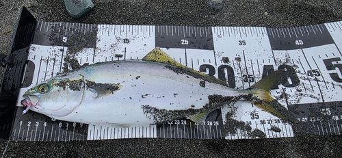 イナダの釣果