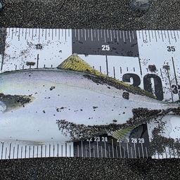 イナダ