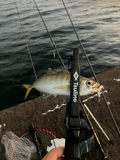 マアジの釣果