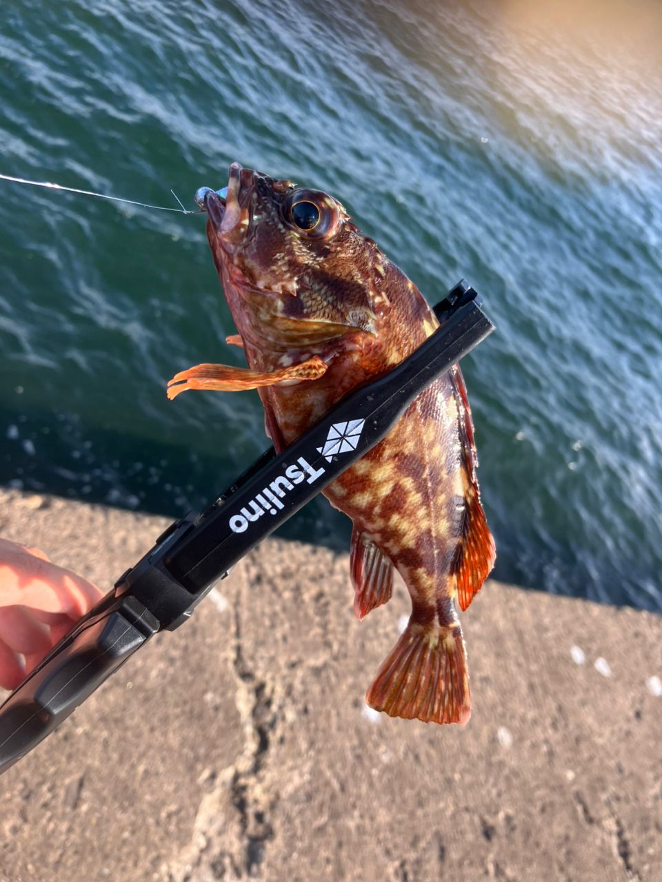 ポセイドン壱@ポセイドンを追い求める男さんの釣果 2枚目の画像