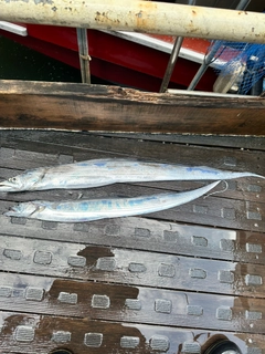 タチウオの釣果