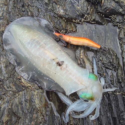 アオリイカの釣果