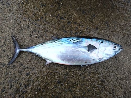 スマガツオの釣果