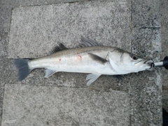 セイゴ(タイリクスズキ)の釣果