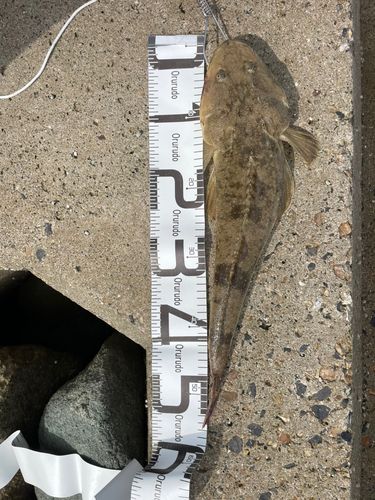マゴチの釣果