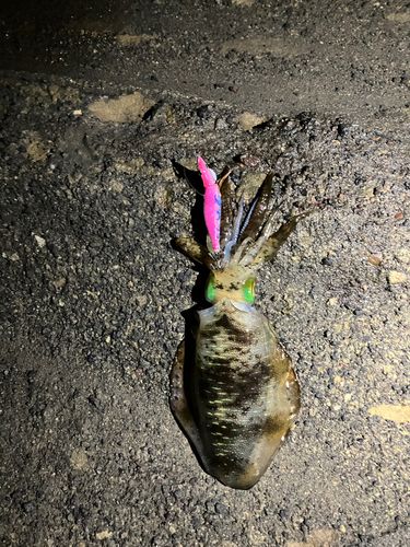 アオリイカの釣果