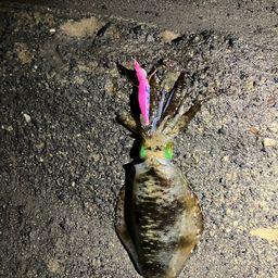 アオリイカ