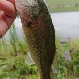 ラージマウスバス