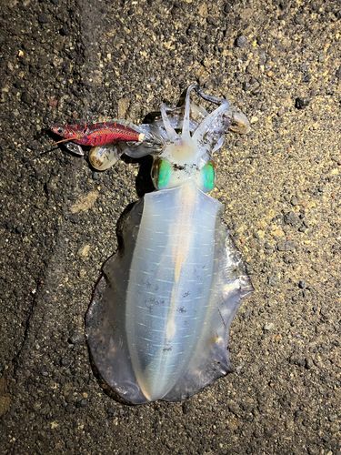 アオリイカの釣果