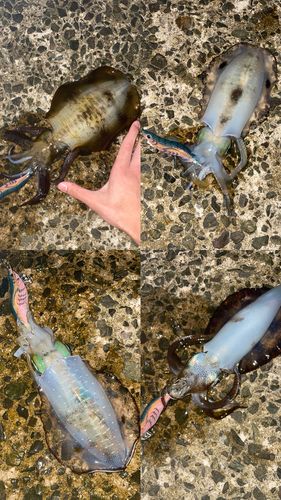 アオリイカの釣果