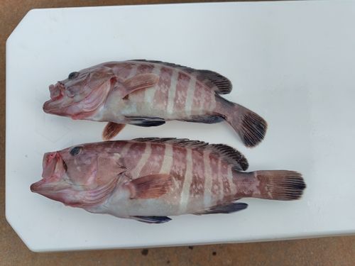 マハタの釣果