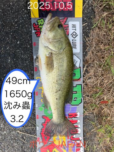 ブラックバスの釣果