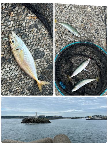 サバの釣果