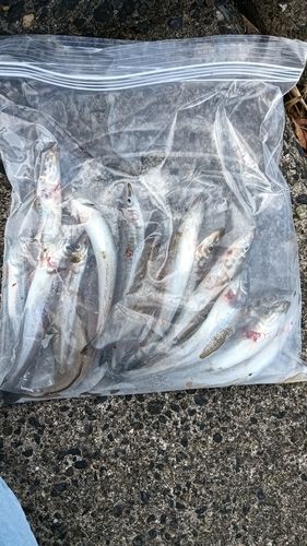 館山湾