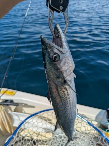 サゴシの釣果