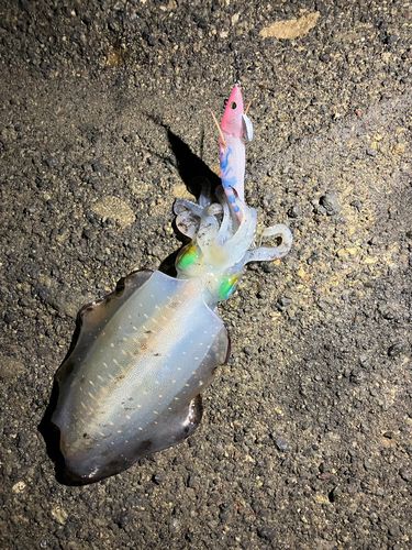 アオリイカの釣果