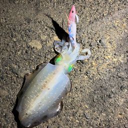 アオリイカ