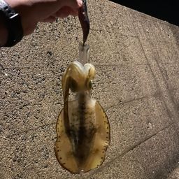 アオリイカ