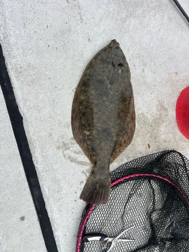 マコガレイの釣果