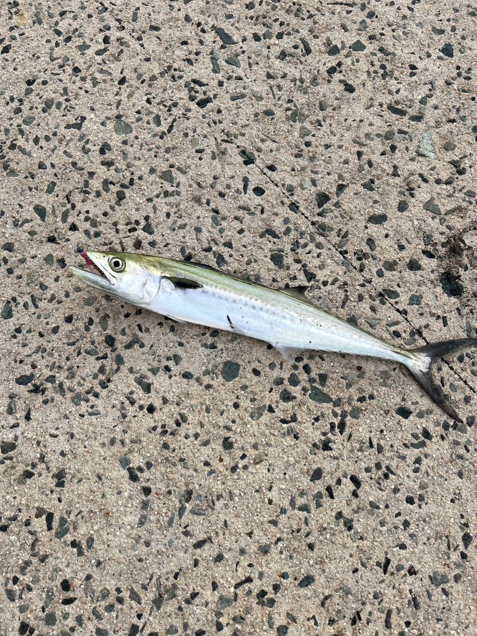 『早い物勝ち‼️』シマノ22 ソアレSS アジング S54SUL-S 22ソアレSSアジング S54SULS シマノ : 東海つり具Y支店 - 通販