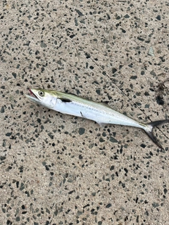 サゴシの釣果