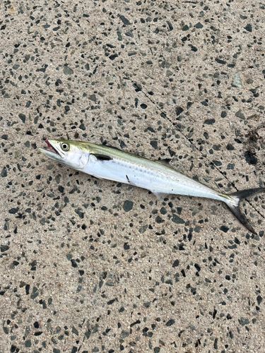 サゴシの釣果