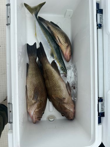 オオモンハタの釣果
