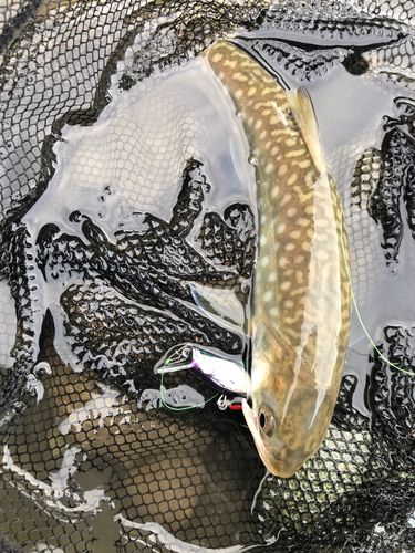 アメマスの釣果