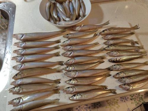 キスの釣果