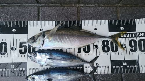 富山湾