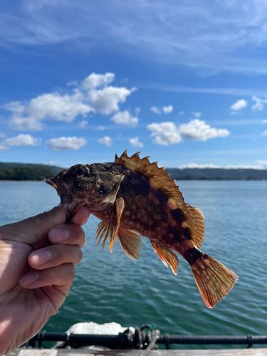 仮屋湾西遊魚センター