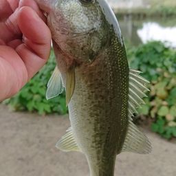 ラージマウスバス