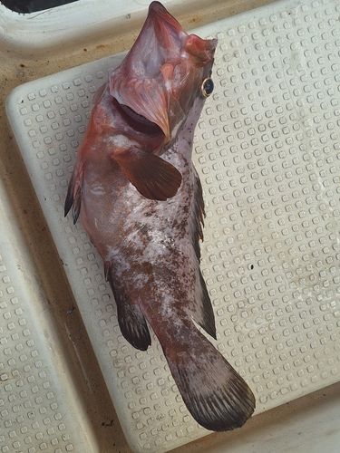 アコウの釣果