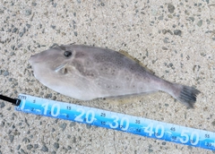 ウスバハギの釣果