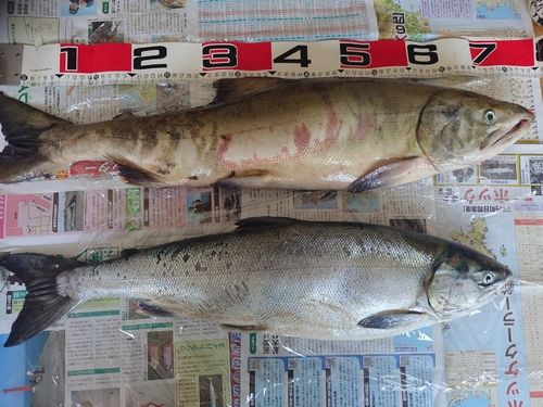 アキアジの釣果