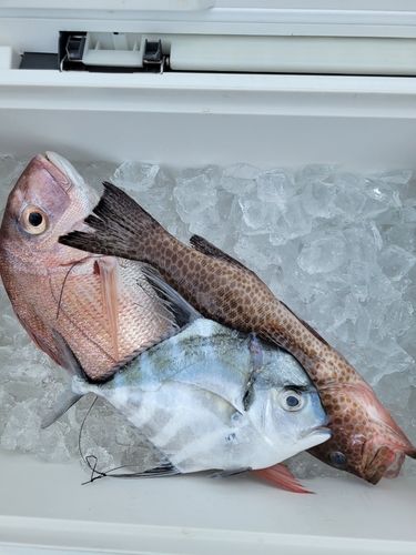 オオモンハタの釣果