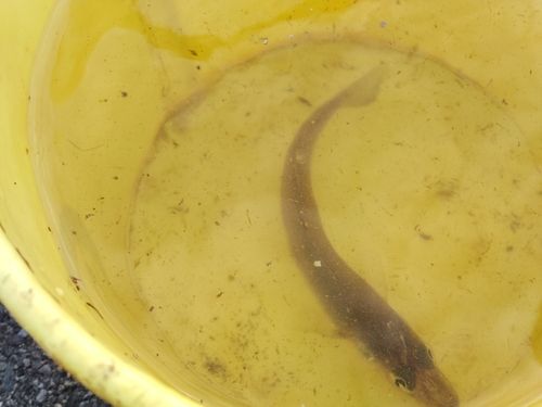シロギスの釣果