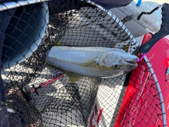 ヒラスの釣果