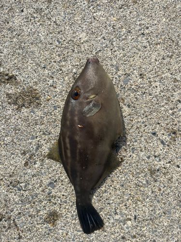 カワハギの釣果