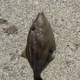カワハギ