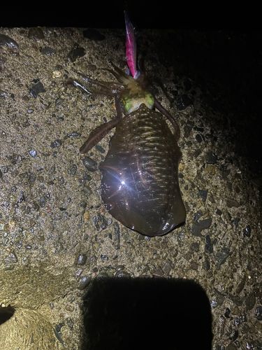 アオリイカの釣果