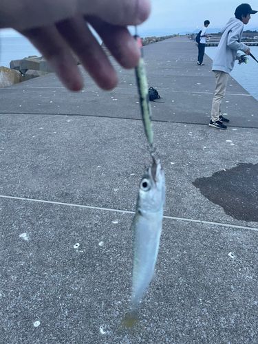 サバの釣果