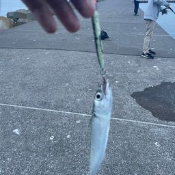 サバ