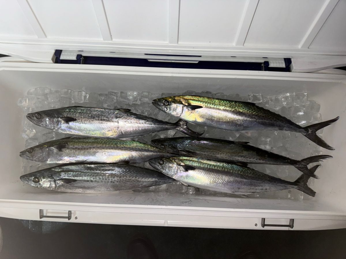 なおてぃんこさんの釣果 3枚目の画像