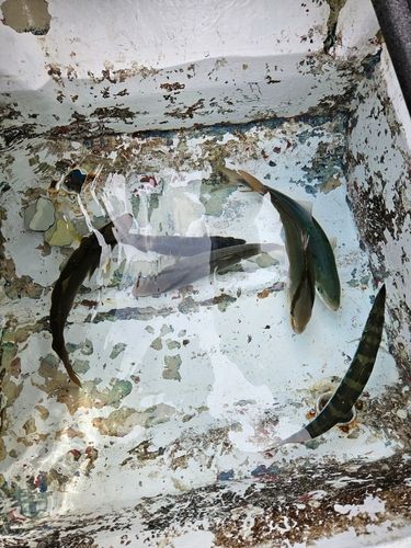ネイリの釣果