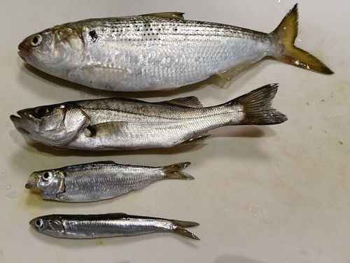 セイゴ（ヒラスズキ）の釣果