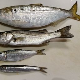 セイゴ（ヒラスズキ）