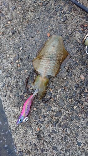 アオリイカの釣果