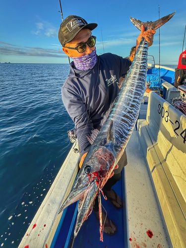 カマスサワラの釣果