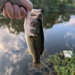 ラージマウスバス